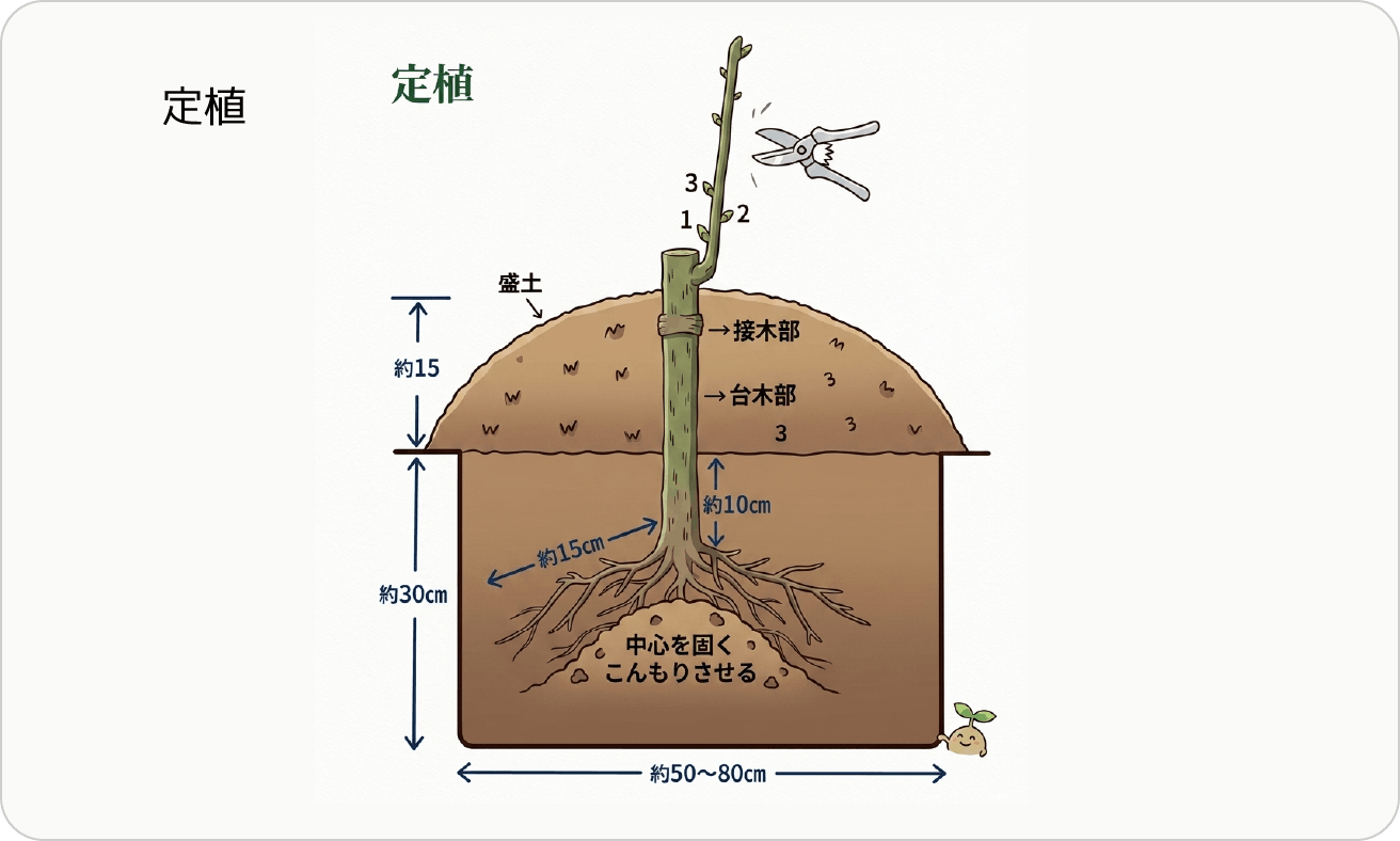 定植の方法
