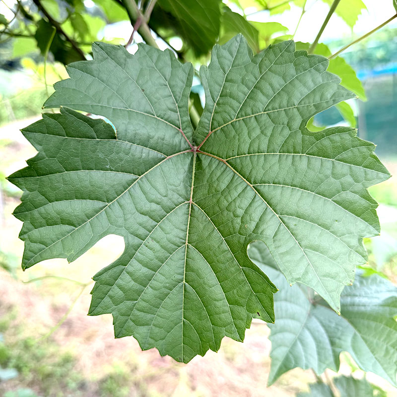 イブリフランの葉